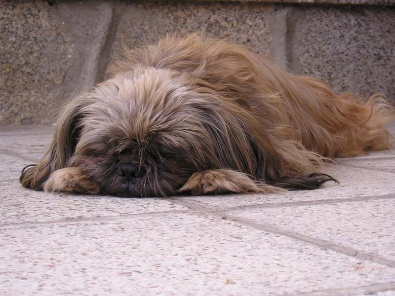 shih-tzu